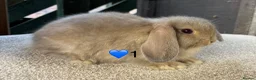 Mini Lop rabbits for sale: Mini lop litter in Newcastle upon Tyne - Advert 6