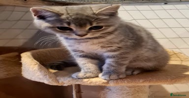 British Shorthair cats - Advert 7