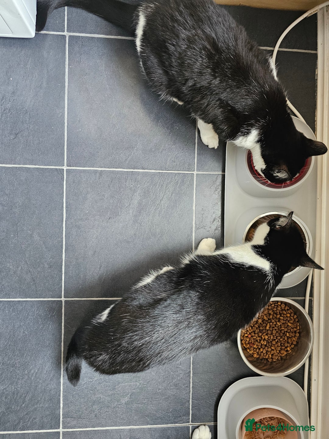 Mixed Breed cats for sale: Two amazing cats for adoption/sale - Image 4