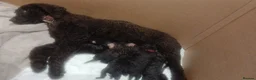 Irish Water Spaniel dogs for sale: Irish water spaniel  in Londonderry - Advert 3