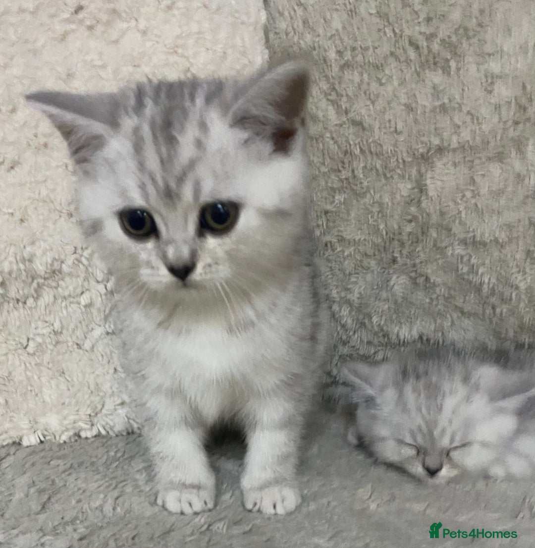 British Shorthair cats for sale: Pure breed British shorthair kittens - Image 13