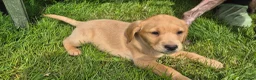 Labrador Retriever dogs for sale: Beautiful and handsome lab puppies - Advert 5