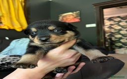 Mixed Breed dogs for sale: 9 beautiful rottweiler cross german shepherd pups - Image 6