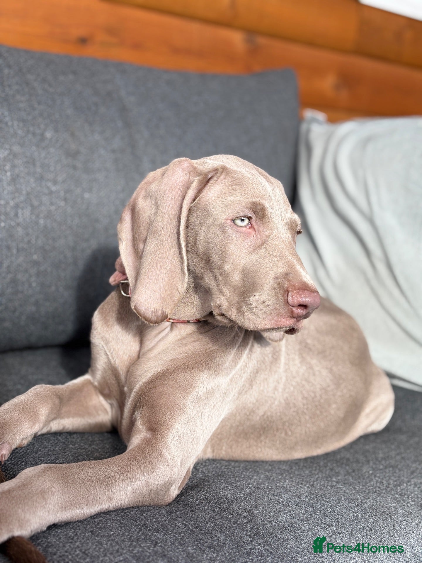 Weimaraner dogs 🩷Last girl ready to leave🩷 KC REG WEIMARANER - Advert 9