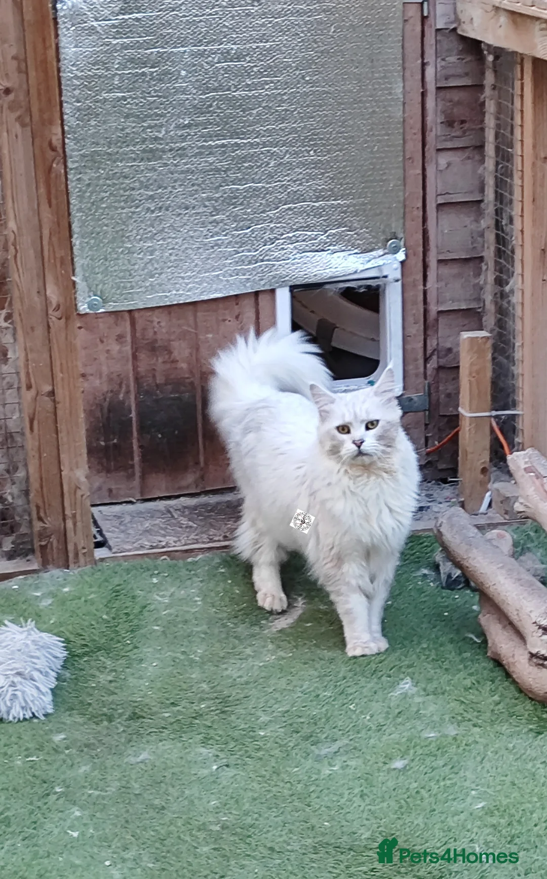 Maine Coon cats for sale: Very affectionate silver shell boy  - Advert 5