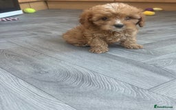 Cavapoo dogs for sale: 5 beautiful F1 cavapoo puppies - Image 1