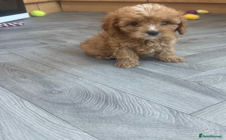 Cavapoo dogs - Advert 4