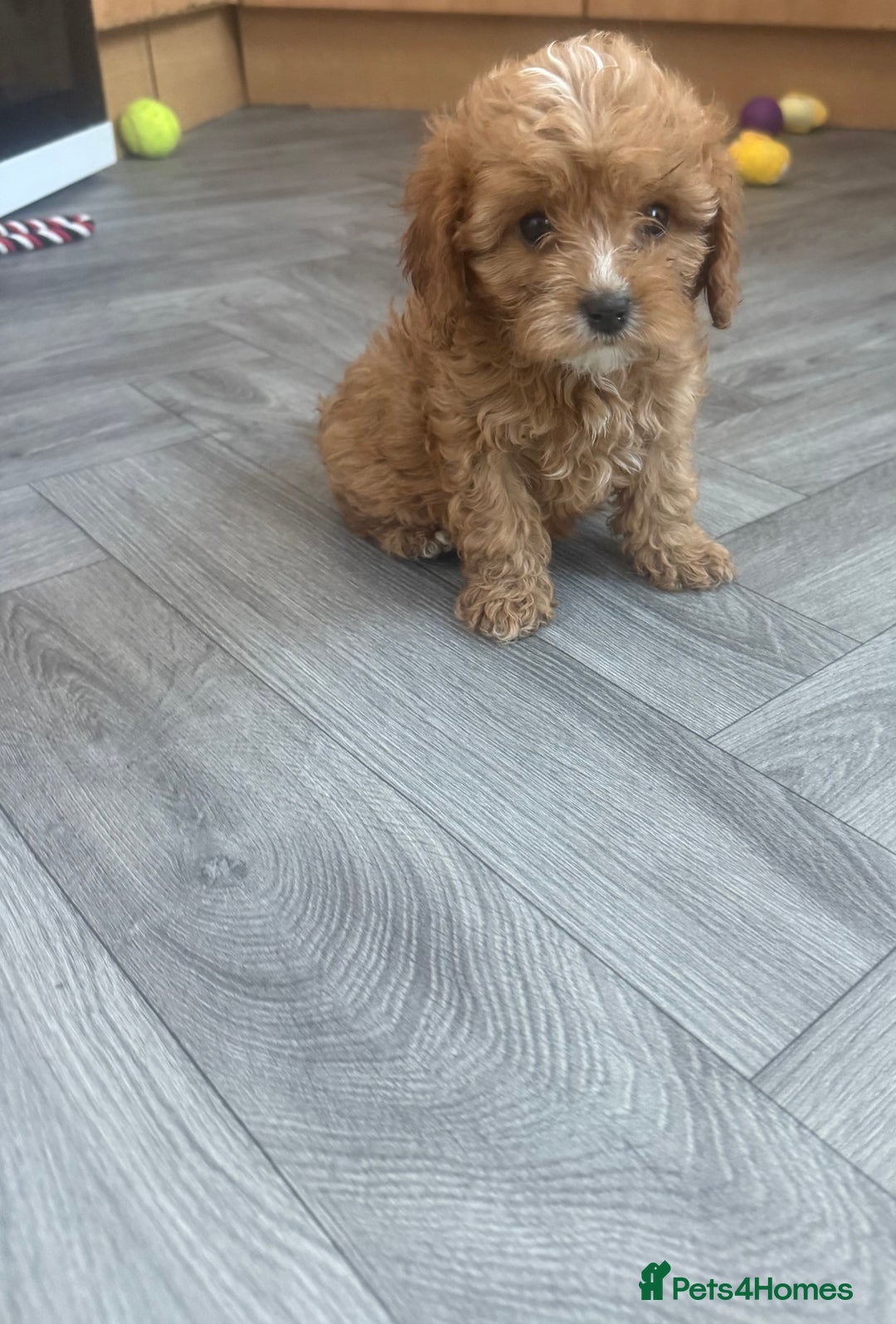 Cavapoo dogs for sale: 5 beautiful F1 cavapoo puppies - Image 1