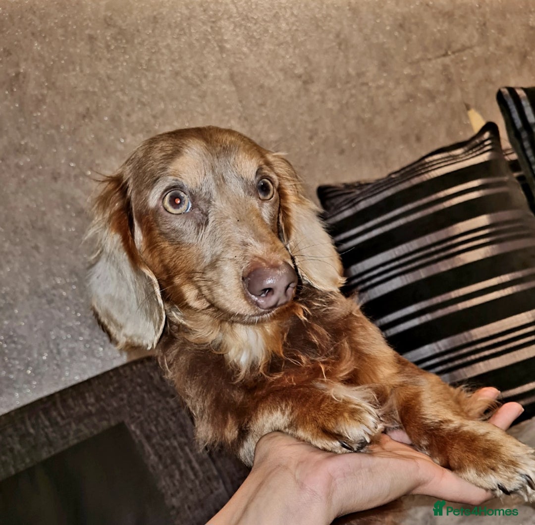 Miniature Dachshund dogs for sale: 🩵Miniature long haired Daschund boy🩵 - Advert 1