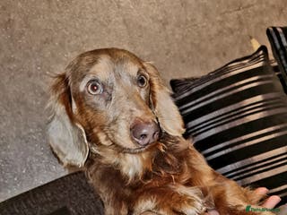 Miniature Dachshund dogs 🩵Miniature long haired Daschund boy🩵 - Advert 9