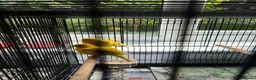 Canaries birds for sale: Fife Canaries in Chester-le-Street - Advert 22