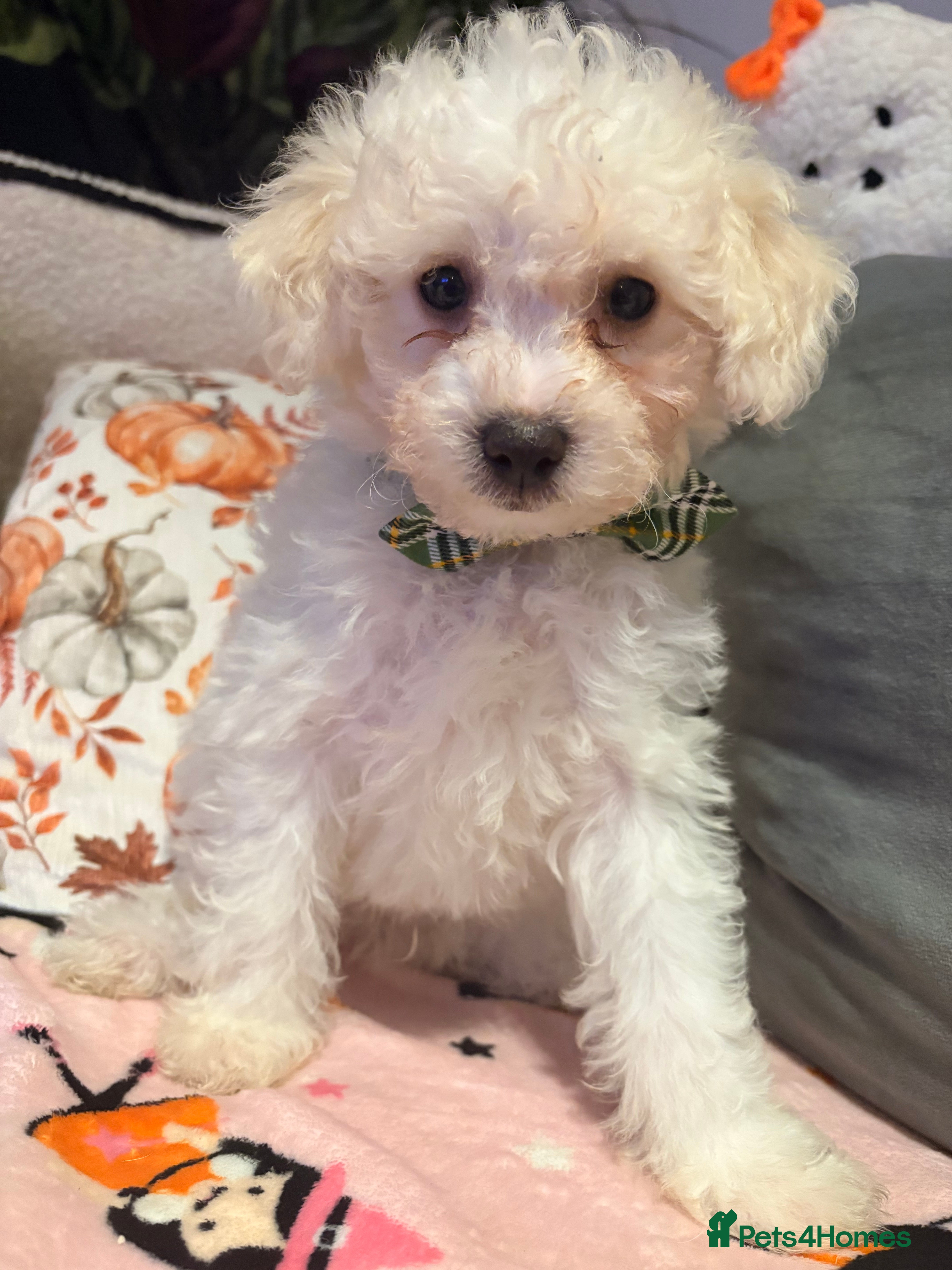 Bichon Frise dogs for sale: Bichon frise - Advert 2