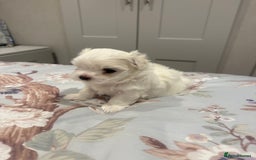 Maltese dogs for sale: Beautiful half Korean Kc reg Maltese  - Image 12
