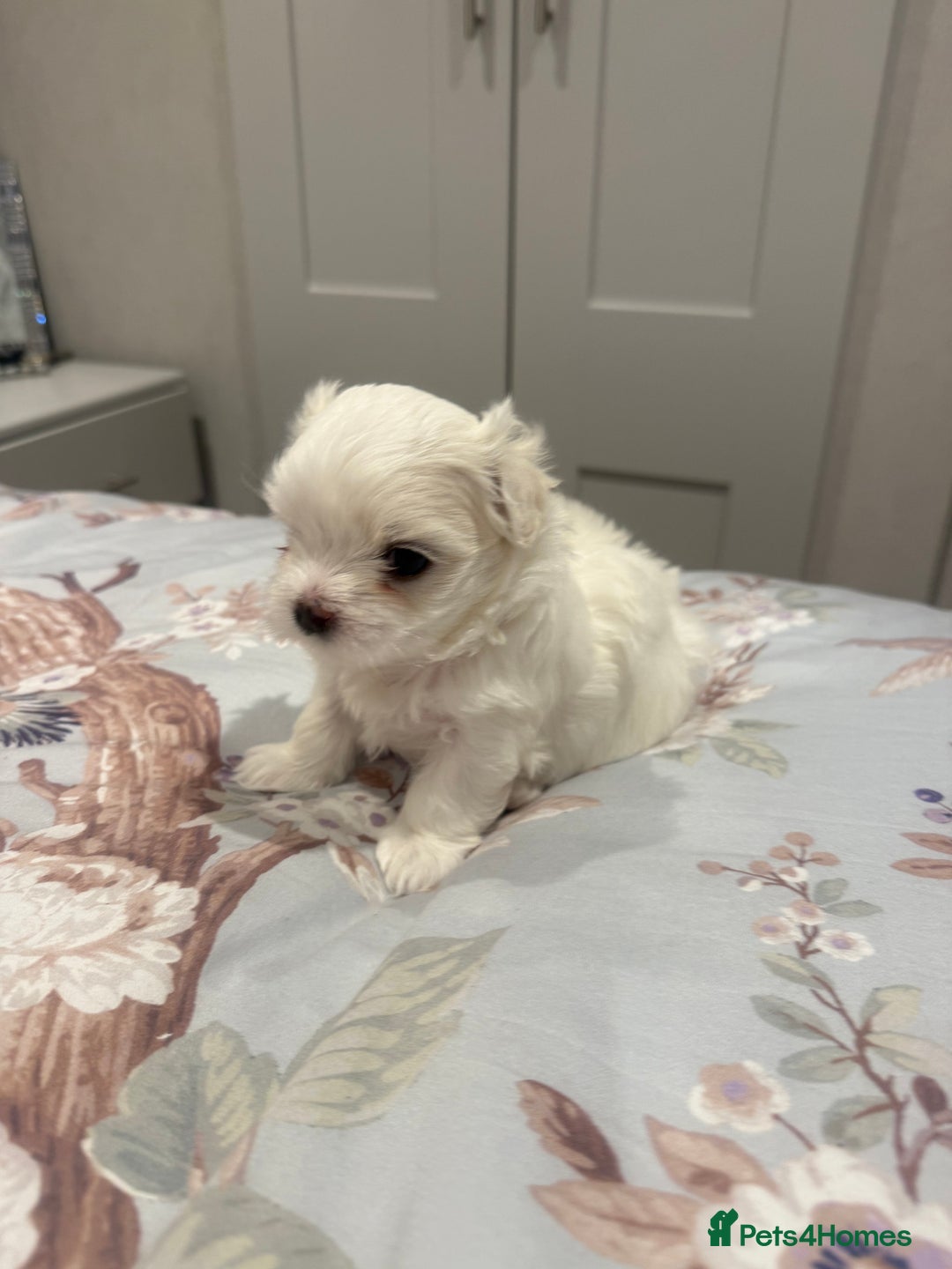 Maltese dogs for sale: Beautiful half Korean Kc reg Maltese  - Image 12