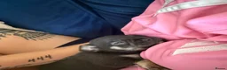 Chihuahua dogs for sale: Chihuahua puppies - Advert 7