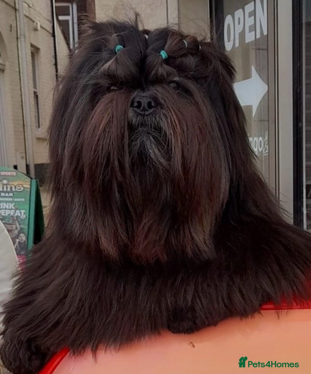 Lhasa Apso dogs for sale: Lhasa Apso Male Puppies for Sale  - Advert 4