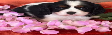 Cavalier King Charles Spaniel 2