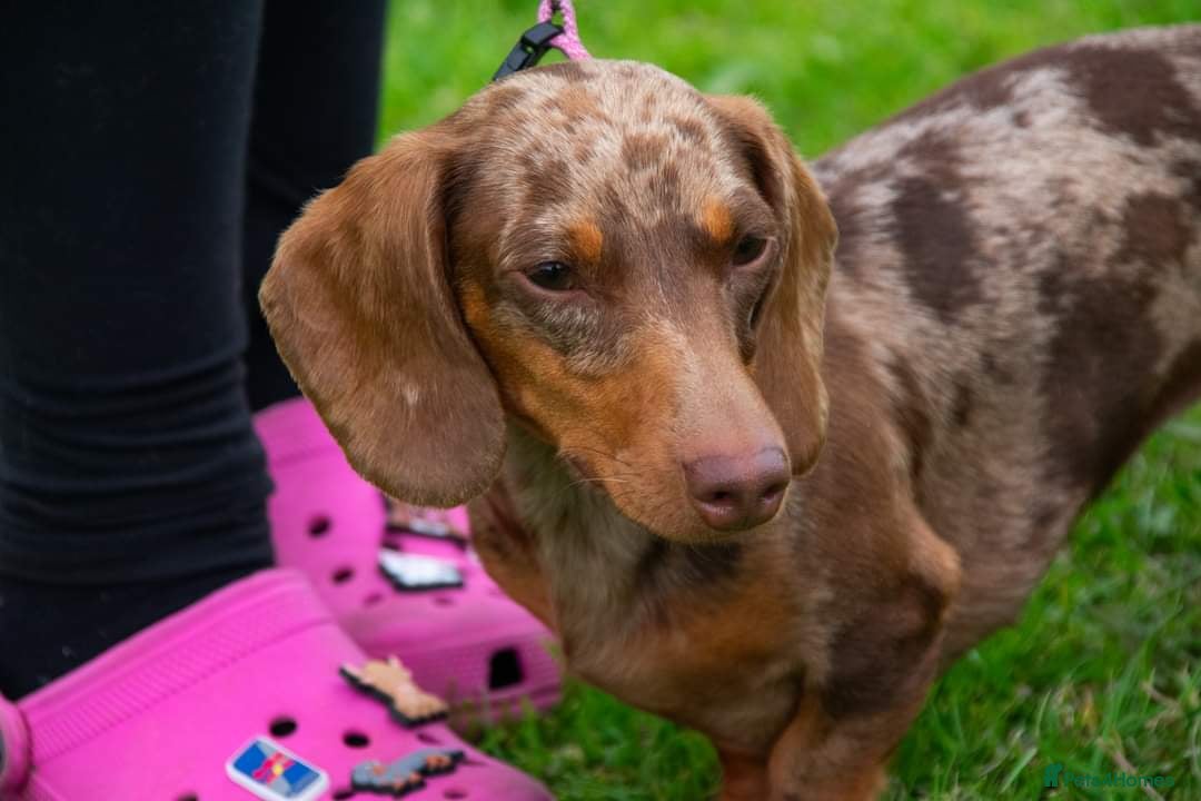 Miniature Dachshund dogs for sale: Miniature Dachshund puppies - Image 9