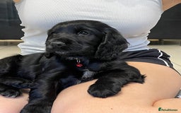Sprocker dogs for sale: Beautiful Sprocker puppies HEALTH TESTED PARENTS - Image 3