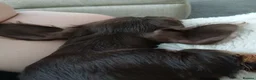 Dachshund dogs for sale: Chocolate and tan wirehair dachshund  - Advert 6