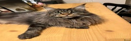 Maine Coon cats for sale: Polydactyl active female  - Advert 1
