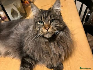 Maine Coon cats Polydactyl active female - Advert 1