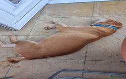 Shar Pei dogs for sale: Beautiful shar pei boy - Image 8