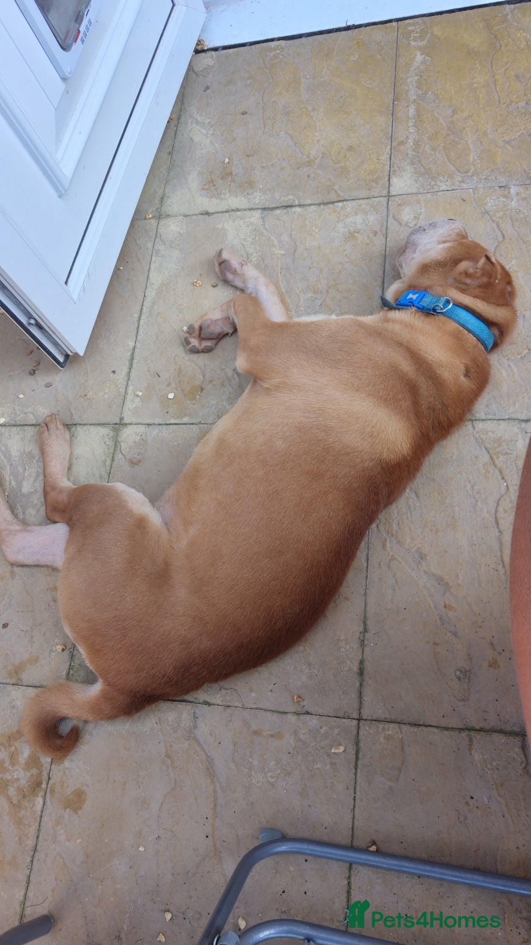 Shar Pei dogs for sale: Beautiful shar pei boy - Image 8