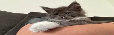 Maine Coon 1