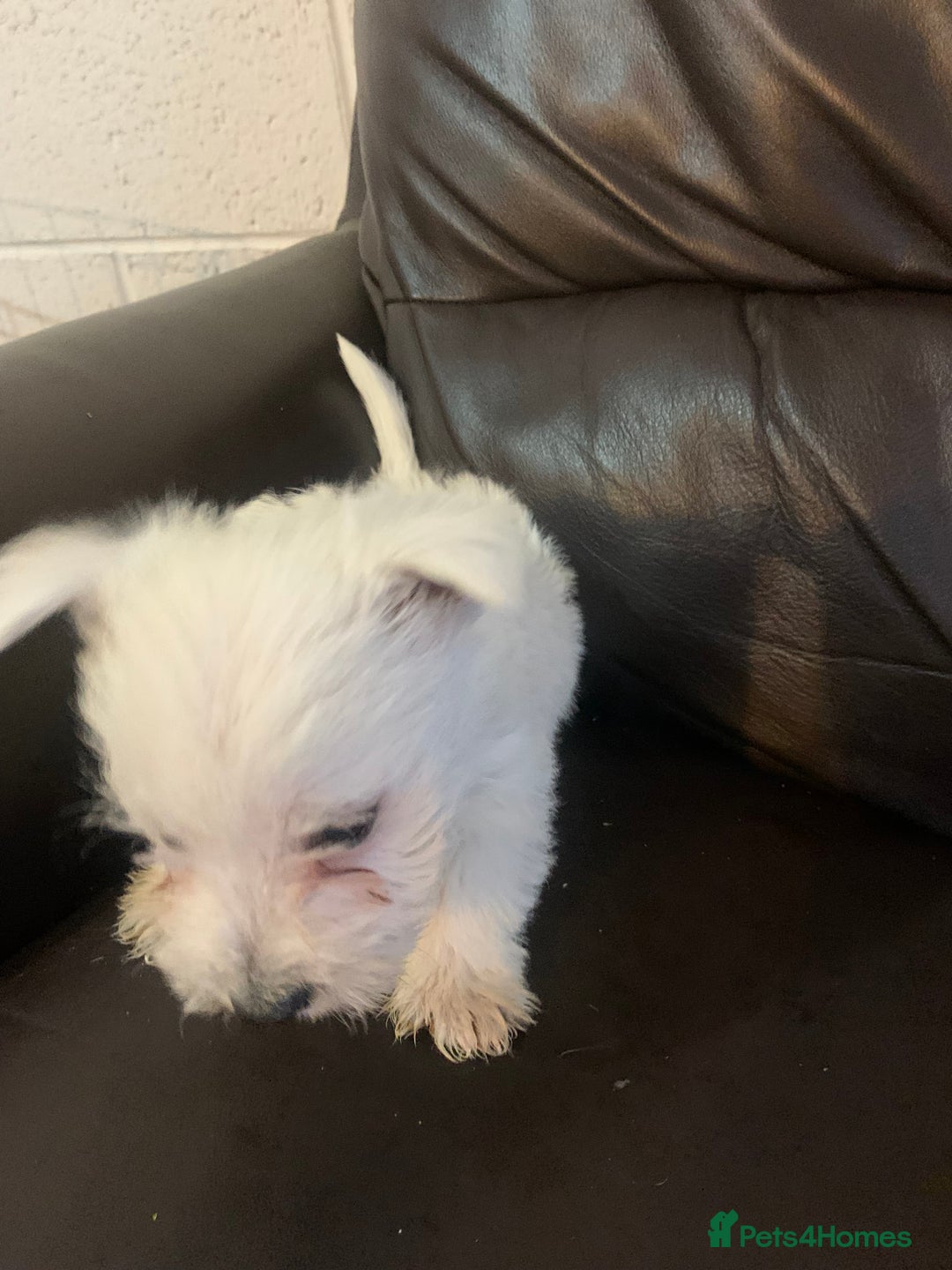 West Highland Terrier dogs for sale: Kc Westie pups in Lanark - Image 3