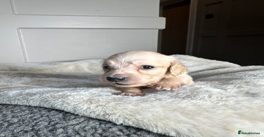 Miniature Dachshund dogs - Advert 7