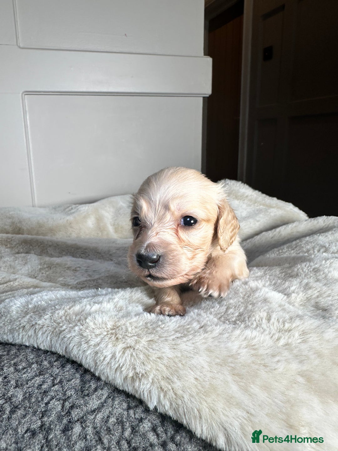 Miniature Dachshund dogs for sale: Clear Cream Miniature Dachsunds - Image 10