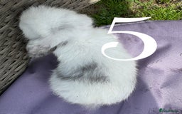 Mini Lop rabbits for sale: 5 Mini Lop baby rabbits ready 17th SEPT - Image 15
