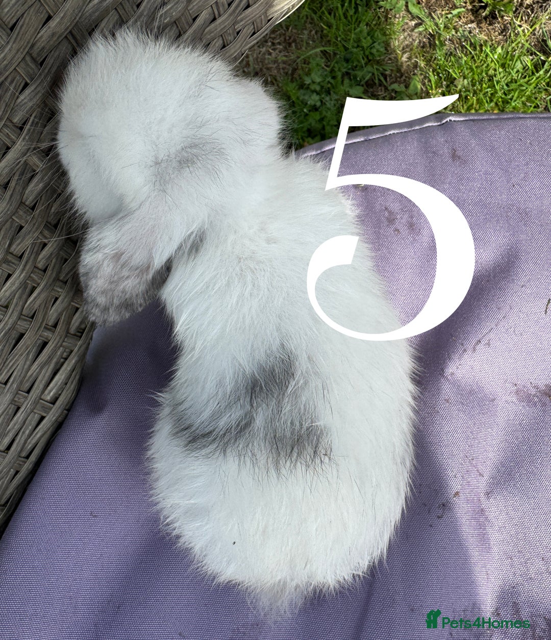 Mini Lop rabbits for sale: 5 Mini Lop baby rabbits ready 17th SEPT - Image 15