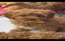 Cavapoo dogs for sale: Cavapoo puppies⭐️⭐️ health tested parents ⭐️⭐️⭐️ - Image 12