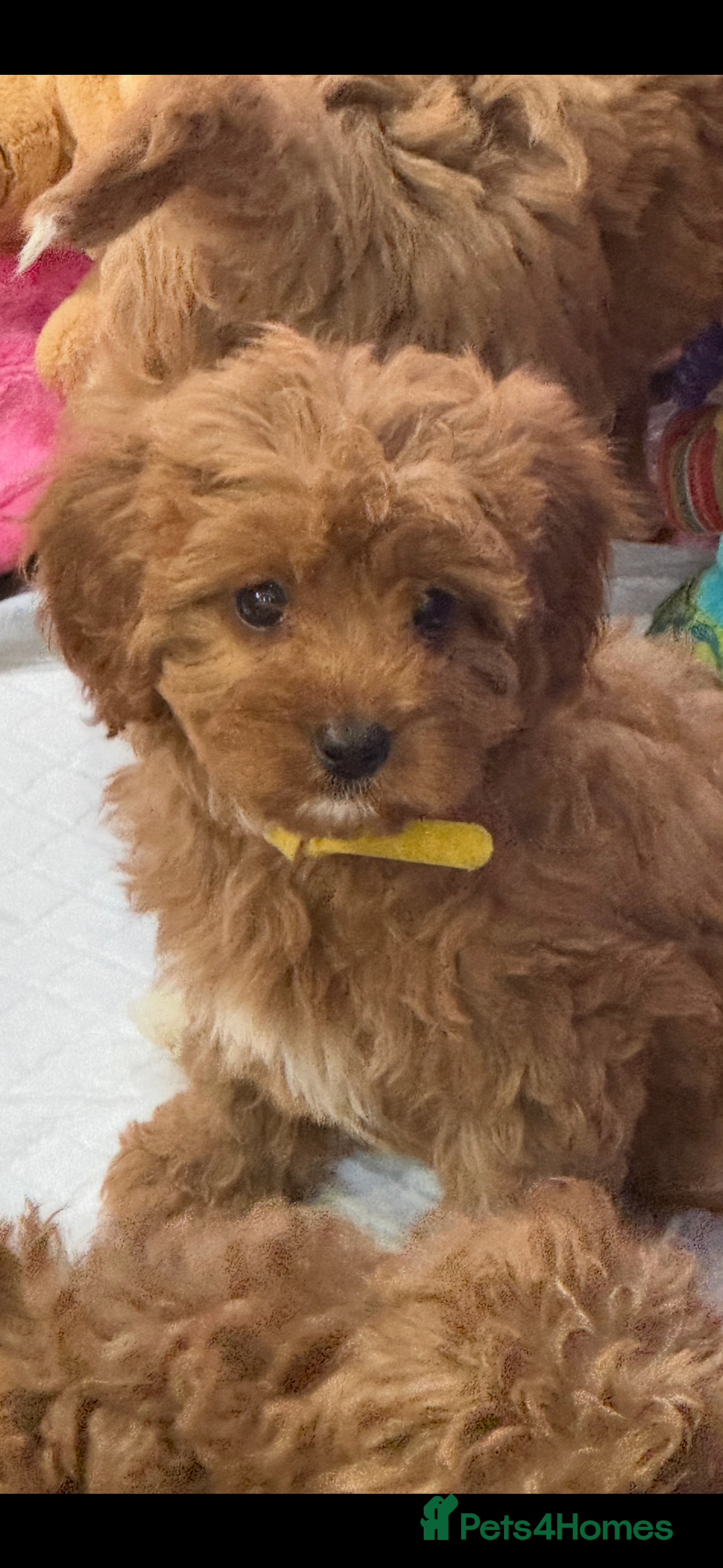 Cavapoo dogs for sale: Cavapoo puppies⭐️⭐️ health tested parents ⭐️⭐️⭐️ - Image 12