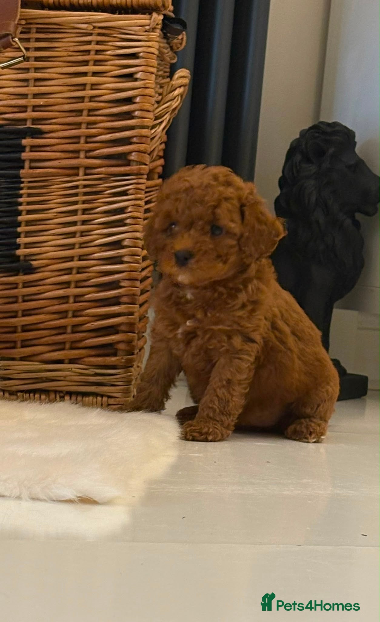 Cavapoo dogs  Health tested #Deep Red Toy Cavapoo Puppies 🐾 - Advert 2