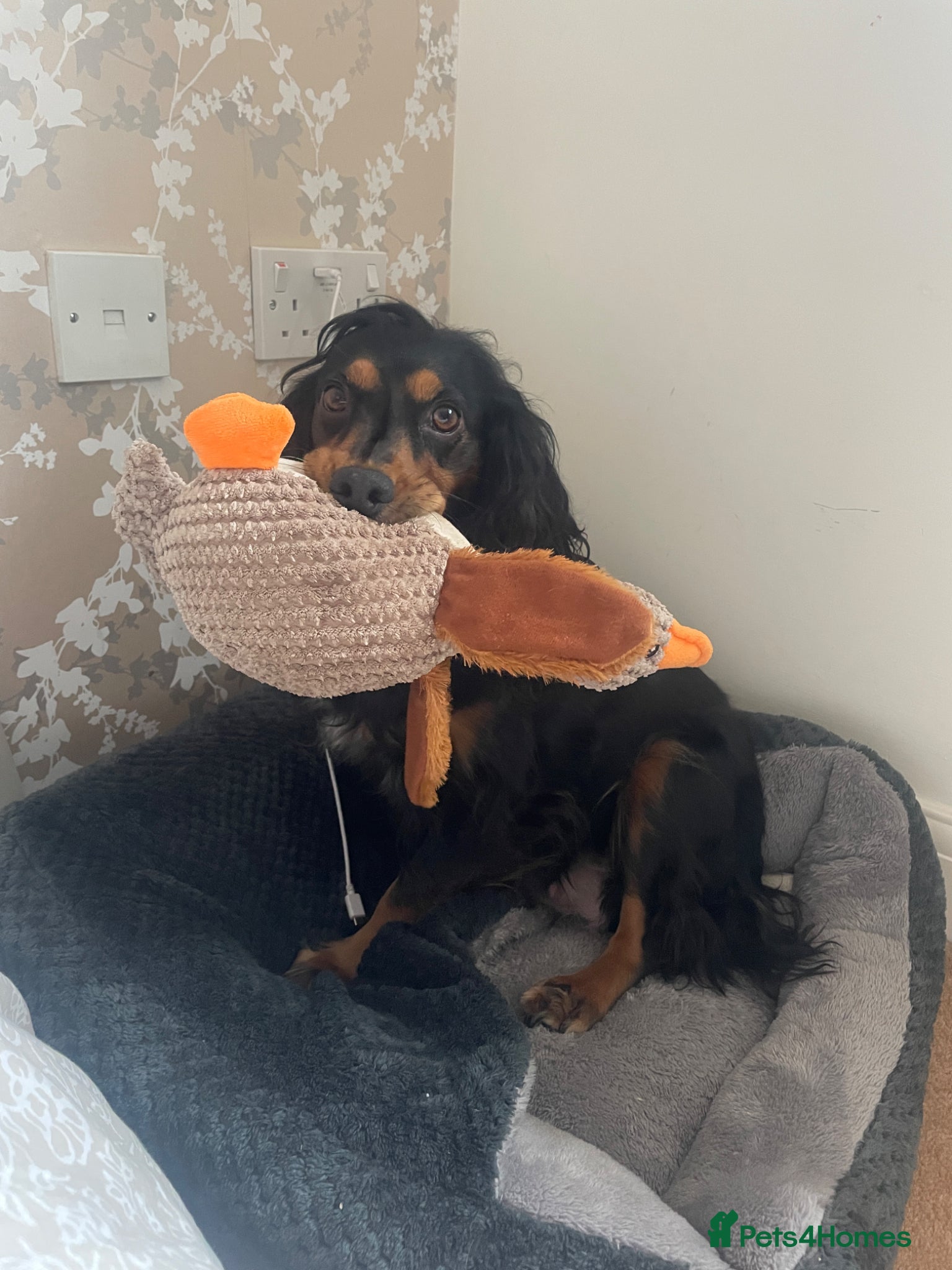 Cocker Spaniel dogs Working cocker spaniel puppies  - Advert 5