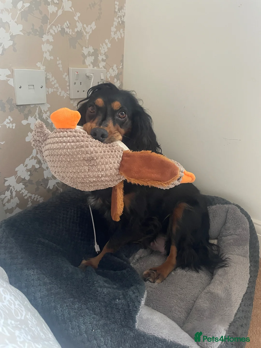 Cocker Spaniel dogs for sale: Working cocker spaniel puppies  in Cullompton - Advert 1