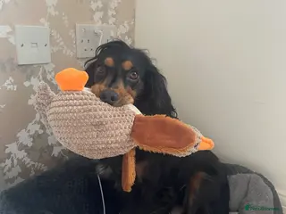 Cocker Spaniel dogs Working cocker spaniel puppies - Advert 4