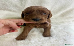 Goldendoodle dogs for sale: Outstanding Quality health tested Goldendoodles  - Image 10