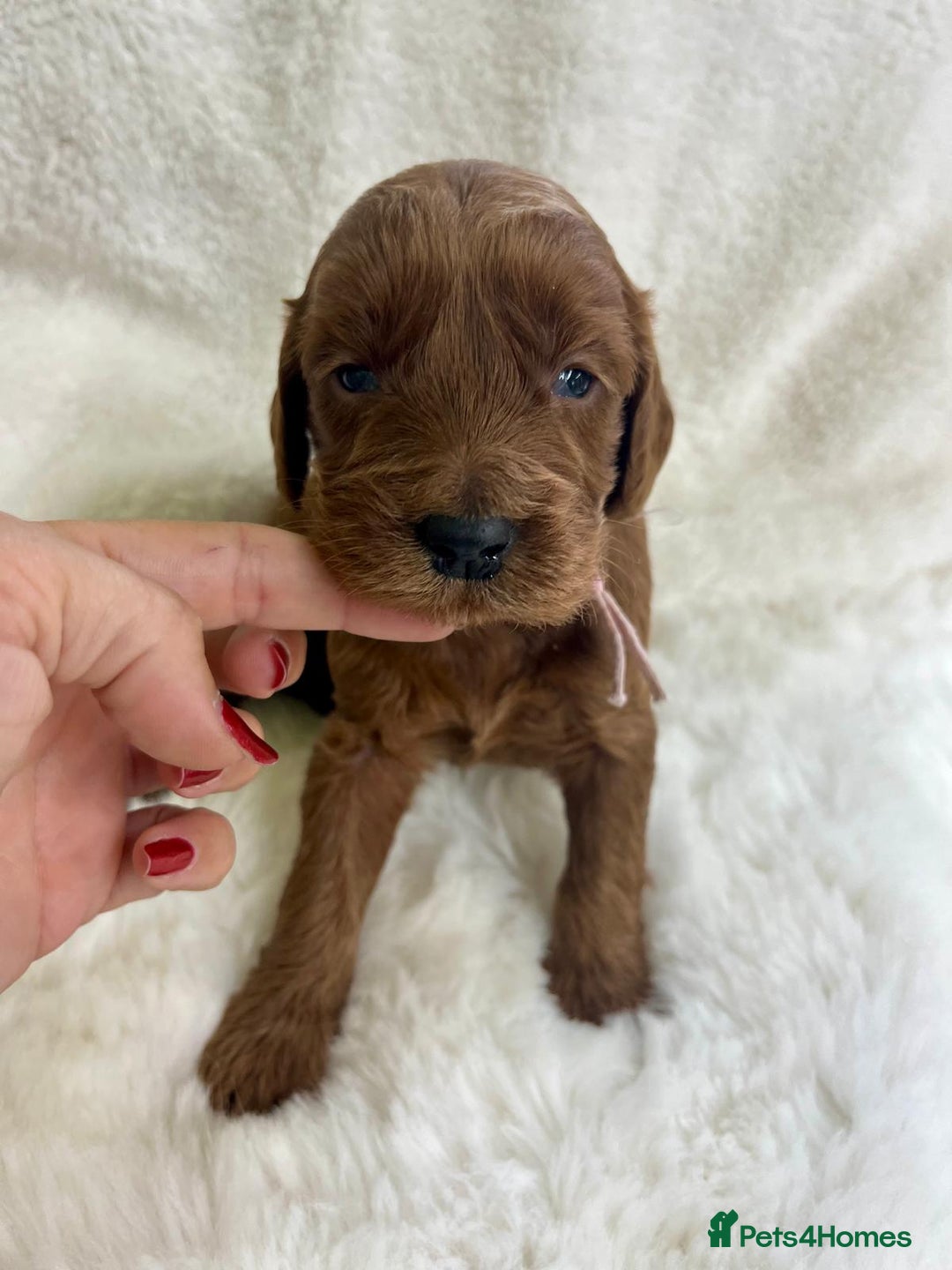 Goldendoodle dogs for sale: Outstanding Quality health tested Goldendoodles  - Image 10