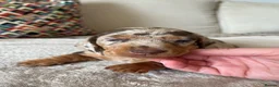 Miniature Dachshund dogs for sale: 3 Miniature Dachshund Puppies    in York - Advert 12