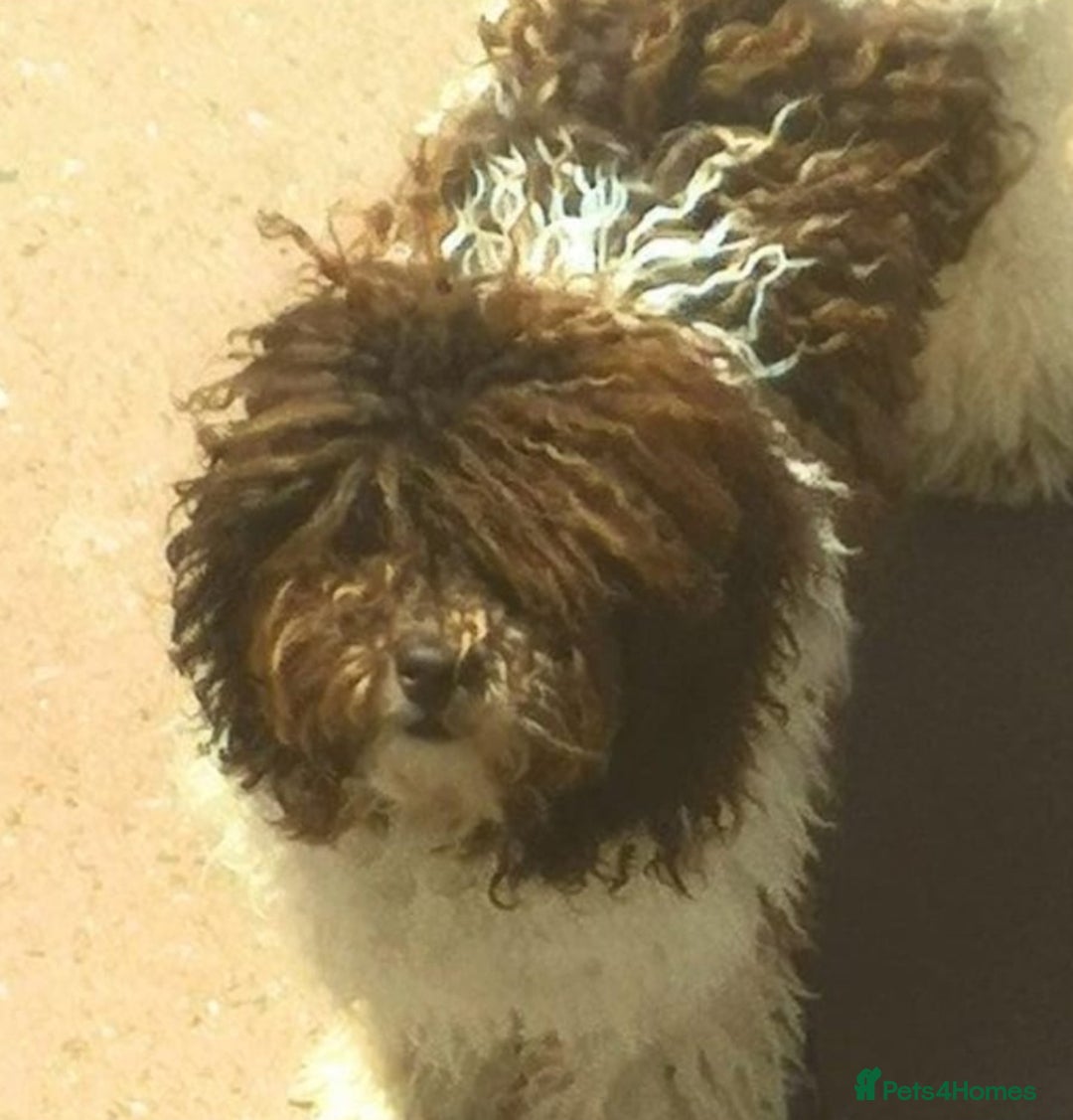 Cockapoo dogs for sale: F1 cockerpoo puppies  - Advert 10