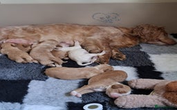 Cockapoo dogs for sale: F1B 5 STAR HEALTH CHECKED STUNNING COCKERPOOS  - Image 12