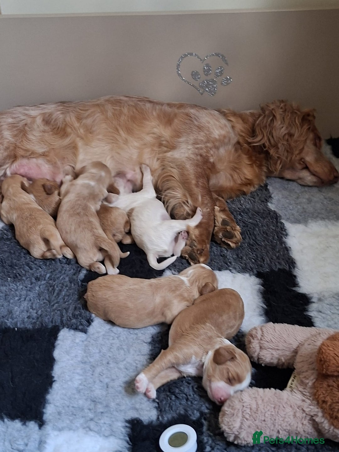 Cockapoo dogs for sale: F1B 5 STAR HEALTH CHECKED STUNNING COCKERPOOS  - Image 12