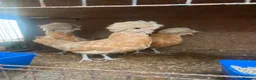 Chickens poultry for sale: Beautiful chicken  - Advert 4
