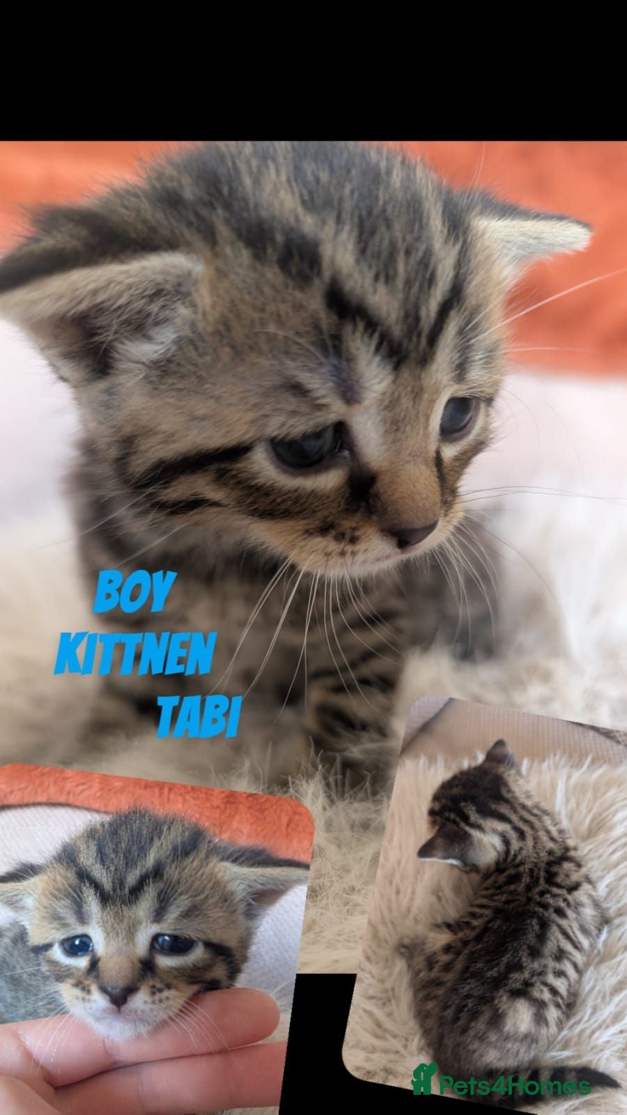 Mixed Breed cats British blue x Bengal kittens - Advert 1