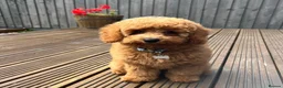 Cavapoo dogs for sale: DNA TESTED PARENTS & GRANDPARENTS TOY CAVAPOO   - Advert 7