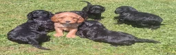 Cavapoo dogs for sale: Beautiful & Quality DNA Clear F1 Cavapoo puppies  - Advert 6